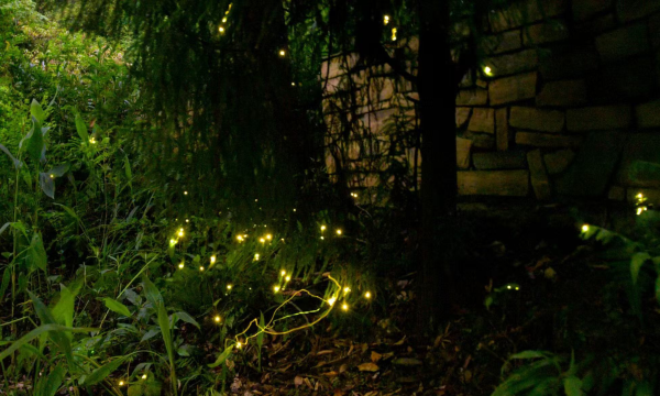 重慶南山植物園“仲夏夜之夢—精靈大會(huì)”活動(dòng)進(jìn)行中